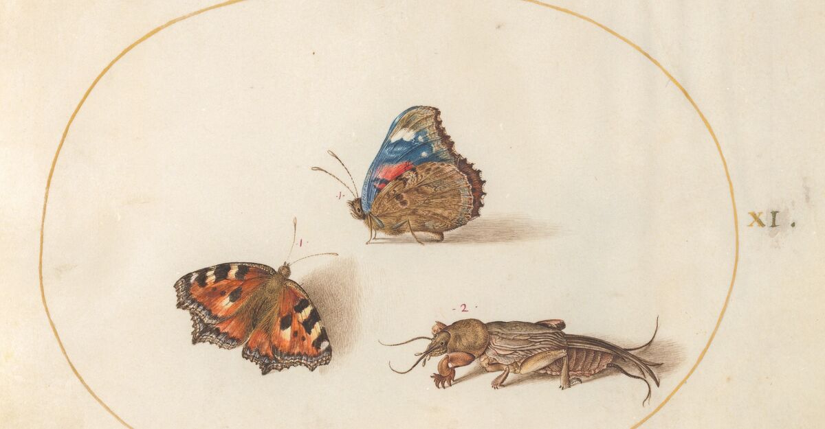 Animalia Rationalia et Insecta (Ignis): Plate XI, by Joris Hoefnagel