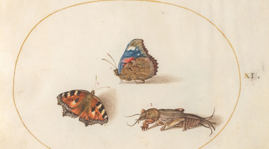 Animalia Rationalia et Insecta (Ignis): Plate XI, by Joris Hoefnagel